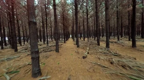 Aerial view of forest Stock Footage 50989470