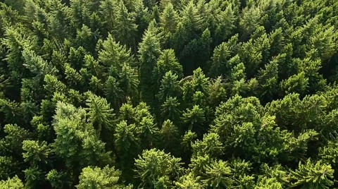 Aerial View Of Forest Stock-Footage 51988915