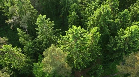 Aerial View Of Forest Stock-Footage 53197719