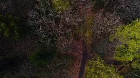 Aerial view of forest. Stock Footage 76002469