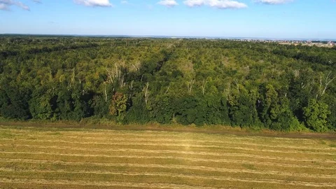 Aerial view of forest Stock Footage 81233451