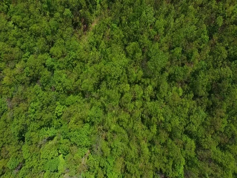 Aerial view of forest Stock Footage 81740449