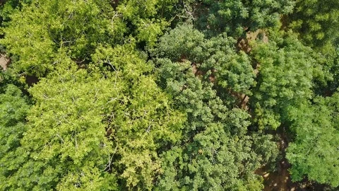 Aerial view of the forest Stock Footage 83833465