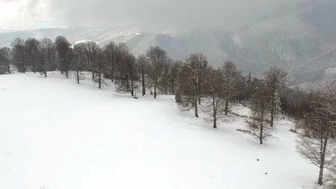 Aerial view of the forest Stock Footage 87693277