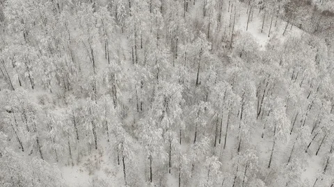 Aerial view of the forest Stock Footage 87693772