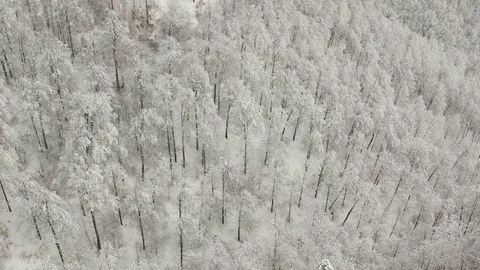 Aerial view of the forest Stock Footage 87694177