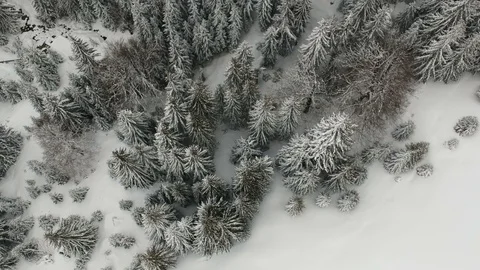 Aerial view of the forest Stock Footage 87694398