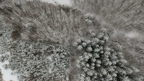 Aerial view of the forest Stock Footage 87694747