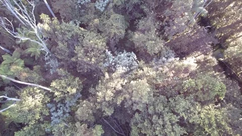 Aerial view of forest 스톡 동영상 91052060