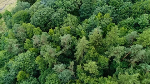 Aerial view of a forest Stock-Footage 91862615
