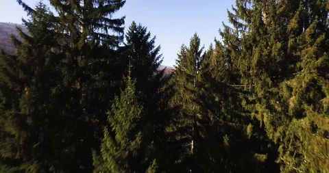 Aerial view of a forest. 動画素材 92420357