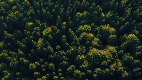 Aerial view of the forest Stock Footage 94039907