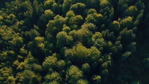 Aerial view of the forest Stock Footage 94040017