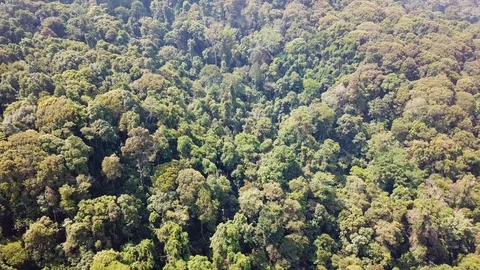 Aerial view of forest Stock Footage 94584626