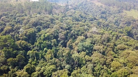 Aerial view of forest Stock Footage 94584694