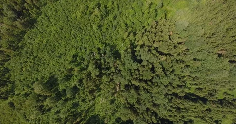 Aerial view of forest Stock Footage 95492371