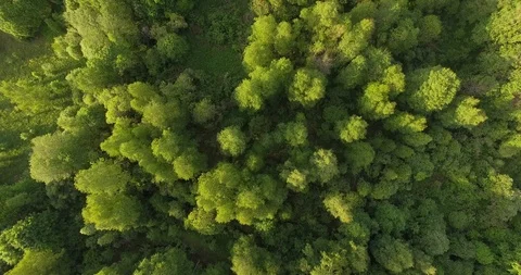 Aerial view of forest Video stock 95496812