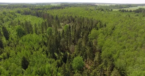 Aerial view of forest Video stock 95642698