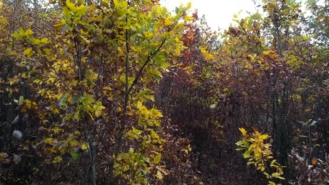 Aerial view of a forest 스톡 동영상 99007660