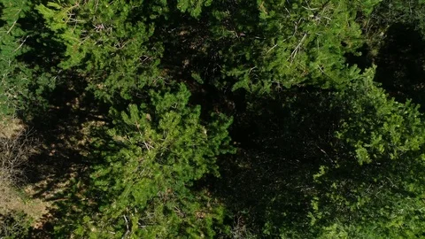 Aerial view of a forest Stock Footage 101096945