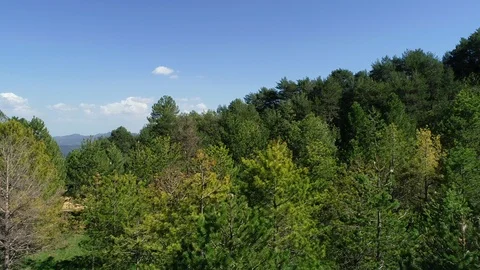 Aerial view of a forest Stock Footage 101096953