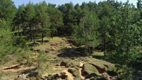 Aerial view of a forest Stock Footage 101096960