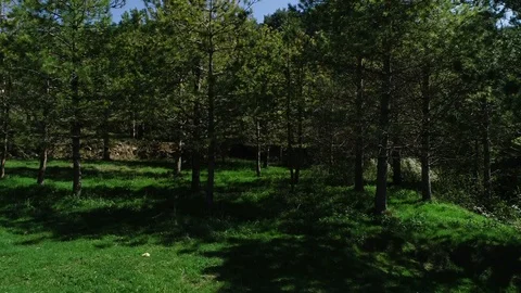 Aerial view of a forest Stock Footage 101096962