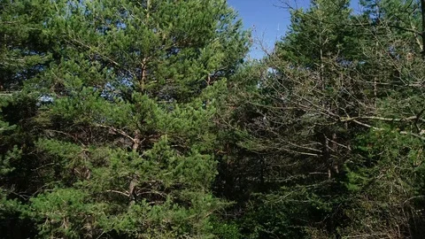 Aerial view of a forest Stock Footage 101096972
