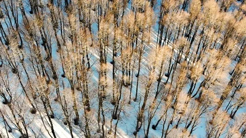 Aerial view of forest Video stock 105721011