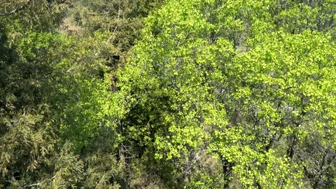 Aerial view of the forest Video stock 107118874