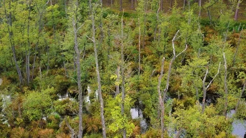 Aerial view of the forest. Stock Footage 126117532