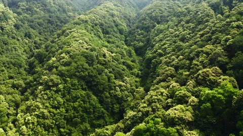 Aerial view of forest Stock Footage 135472797