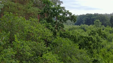 Aerial view of forest Stock Footage 136809227