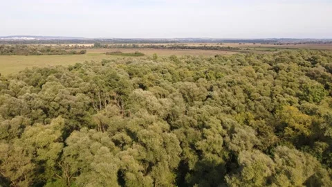 Aerial view of forest Stock Footage 141355797