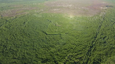 Aerial view of the forest Stock Footage 170417459