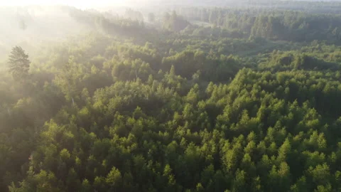 Aerial view of the forest Stock Footage 170423620