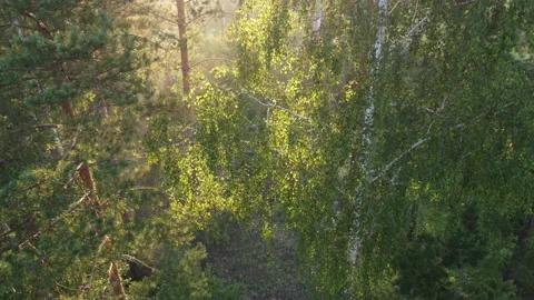 Aerial view of the forest Stock Footage 170428123