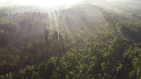 Aerial view of the forest Stock Footage 170428349