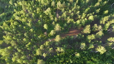 Aerial view of the forest Stock Footage 170428911