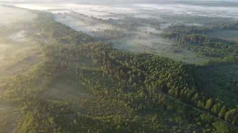 Aerial view of the forest Stock Footage 170433337