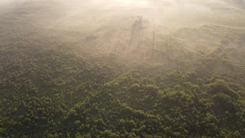 Aerial view of the forest Stock Footage 170437672