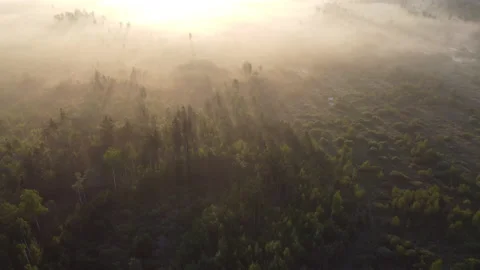 Aerial view of the forest Stock Footage 170445558