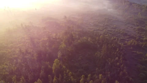 Aerial view of the forest Stock Footage 170448236