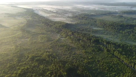 Aerial view of the forest Stock Footage 170454372
