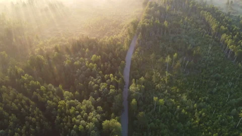 Aerial view of the forest Stock Footage 170457044