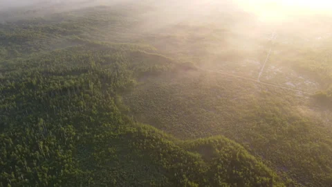 Aerial view of the forest Stock Footage 170459938