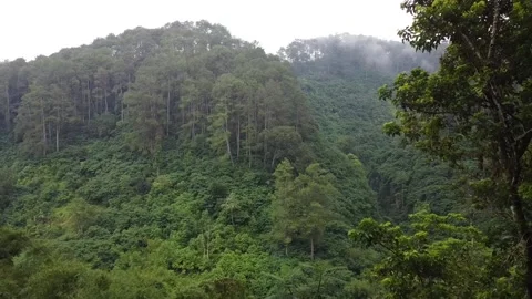 Aerial view forest Stock Footage 170514361