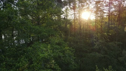 Aerial view of the forest Stock Footage 199984472