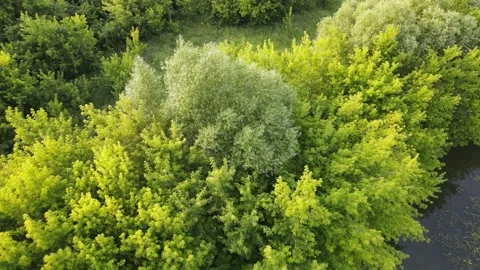 Aerial view of the forest Stock Footage 202283293