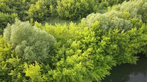 Aerial view of the forest Stock Footage 202283313